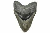 Serrated Fossil Megalodon Tooth - North Carolina #319914-1